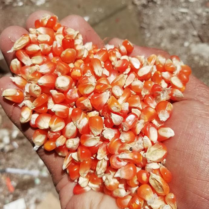 Jagung kristal merpati jagung kristal burung dara