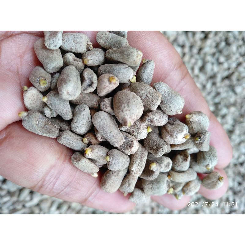 BENIH BUNGA PORANG ISI RIBUAN / BIBIT SPORA PORANG ASLI DARI BIJI BUNGA PORANG MATANG