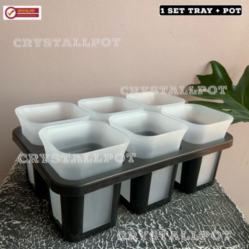 1 set Tray + pot nkt kotak 8 cm BENING TRANSPARAN | tray semai bibit