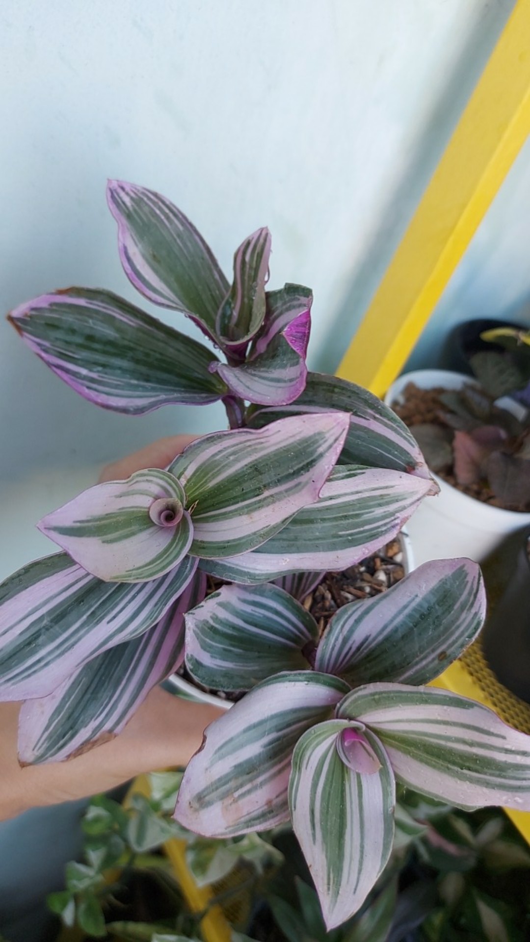 Tanaman Hias Nanouk Tradescantia