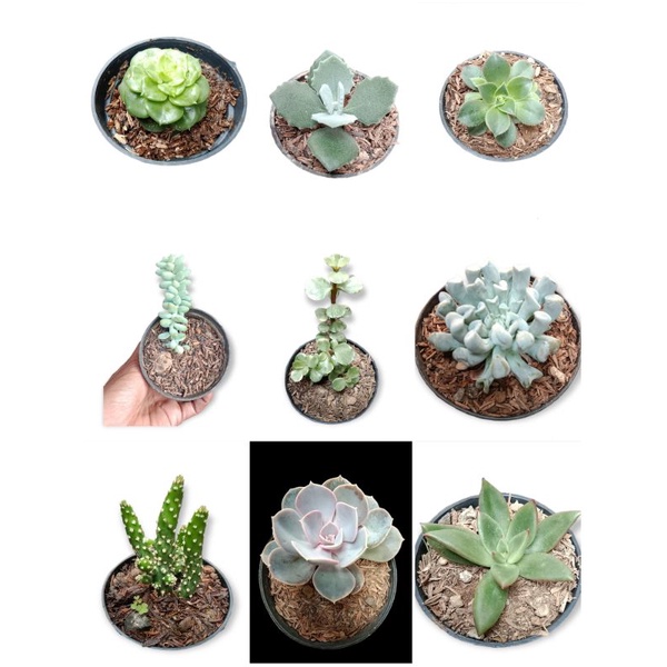 Kaktus Sukulen Mini Bebas pilih Jenis Free Pot