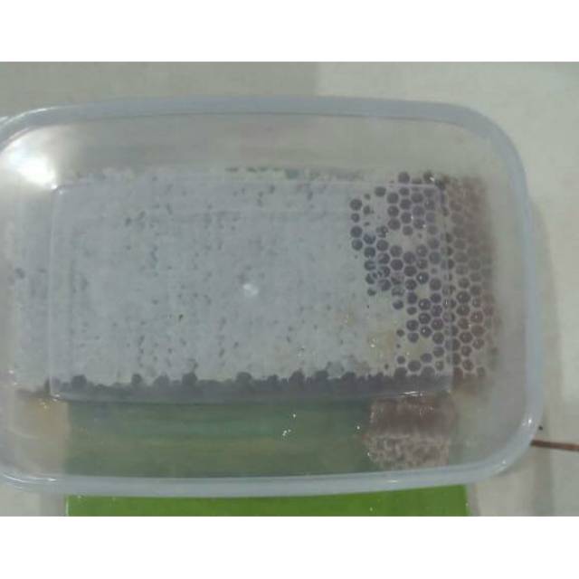 

Madu asli