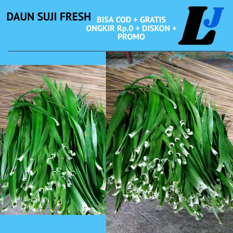 

DAUN Suji Fresh Pewarna Makanan Alami