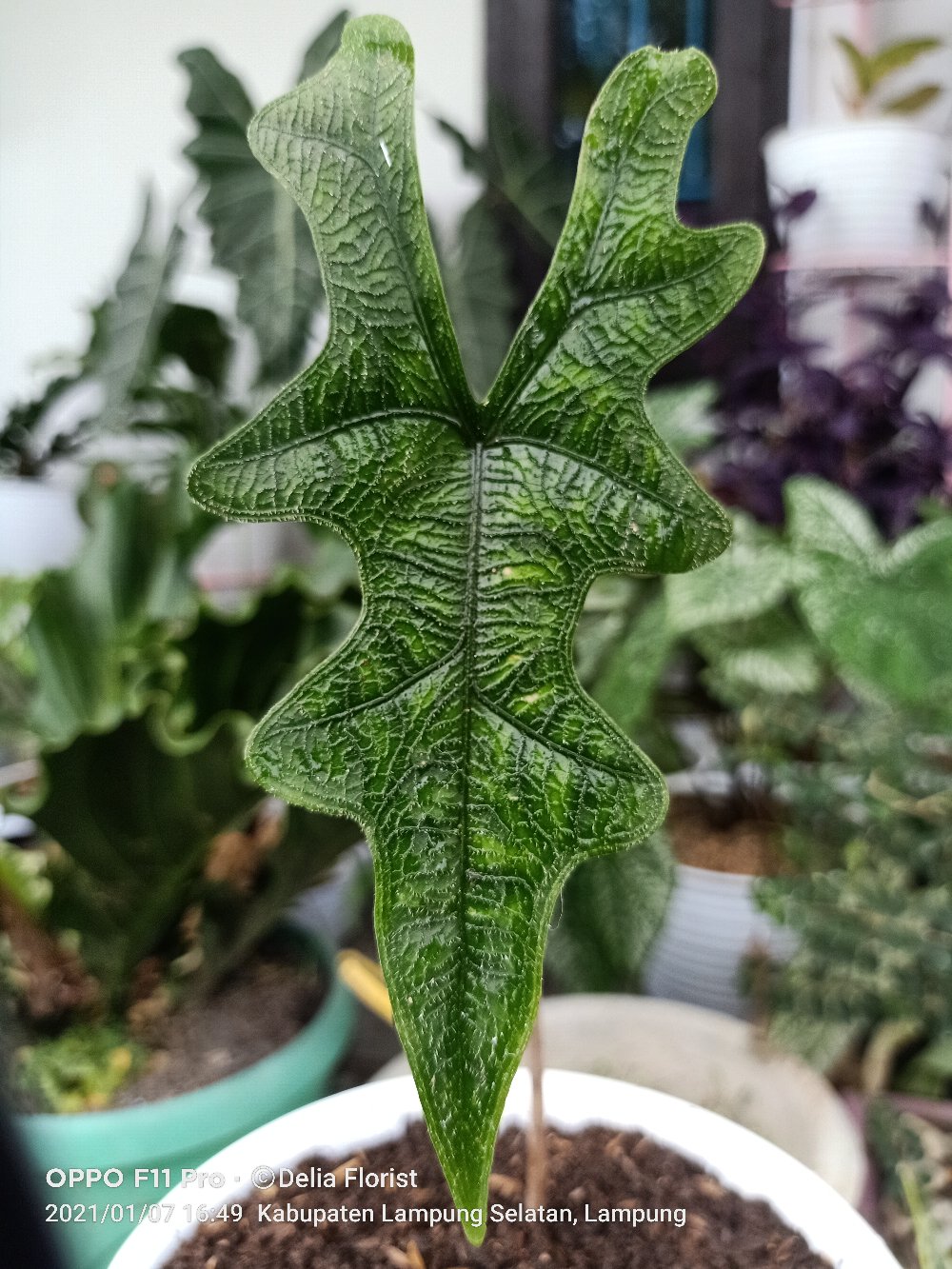 Alocasia Jacklin