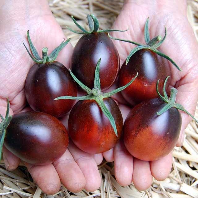 Benih Bibit BIji - Tomat Cherry Ungu Indigo Ruby Tomato Seeds