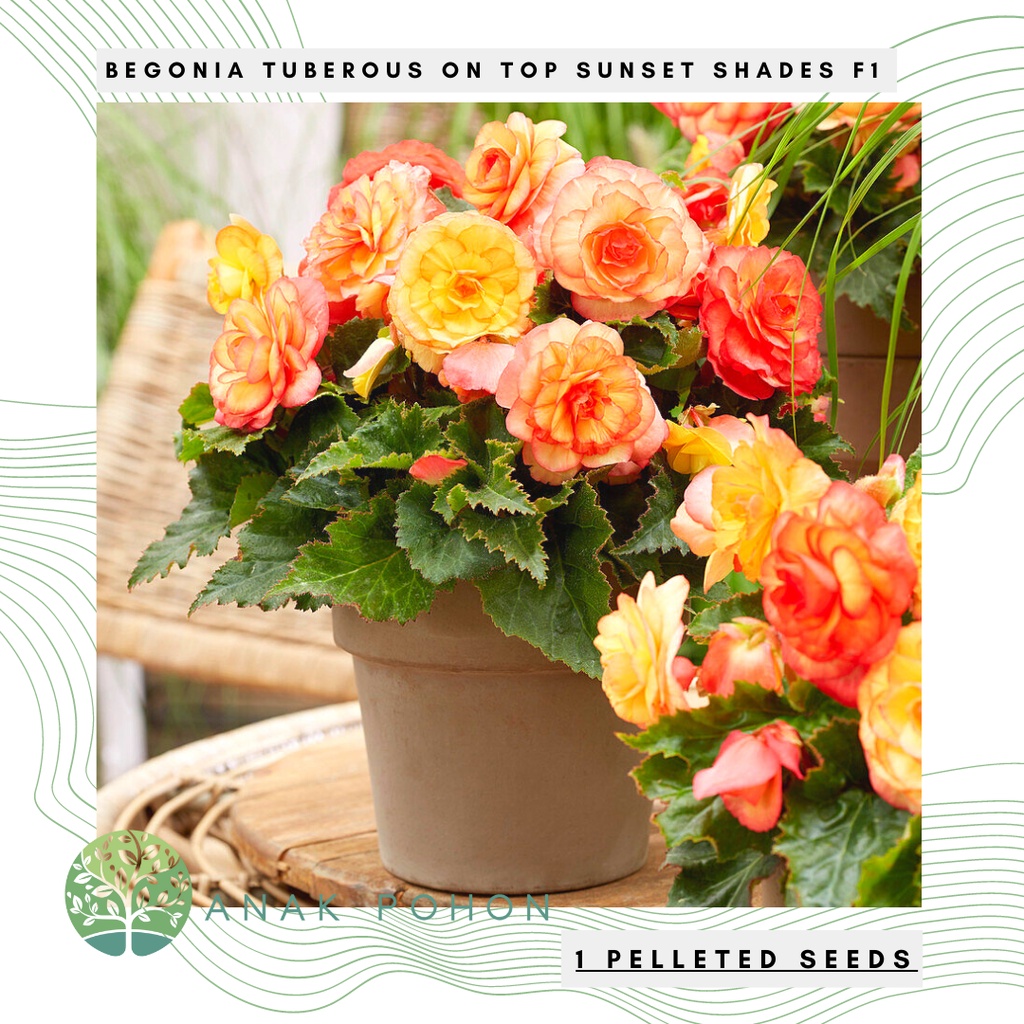 Benih Bibit Biji - Bunga Begonia Tuberous On Top Sunset Shades F1 Hybrid Flower (Premium Pelleted Seeds)