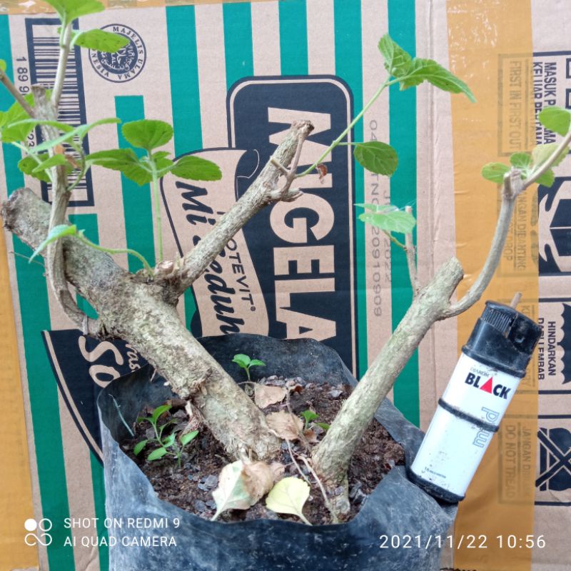 bahan dongkelan bonsai lantana subur