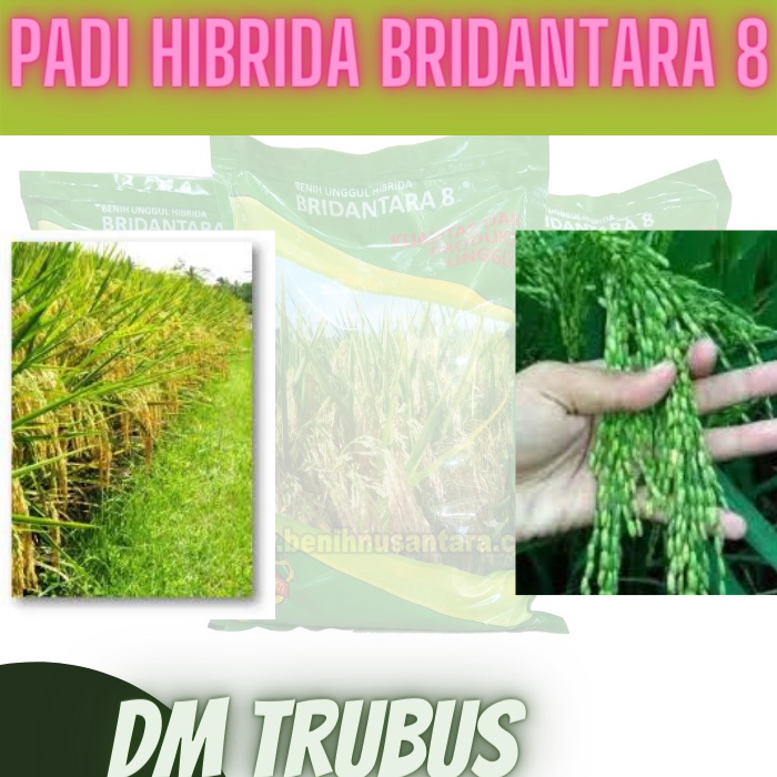 BENIH PADI BIDANTARA 8 UMUR GENJAH POSTUR PENDEK KOKOH