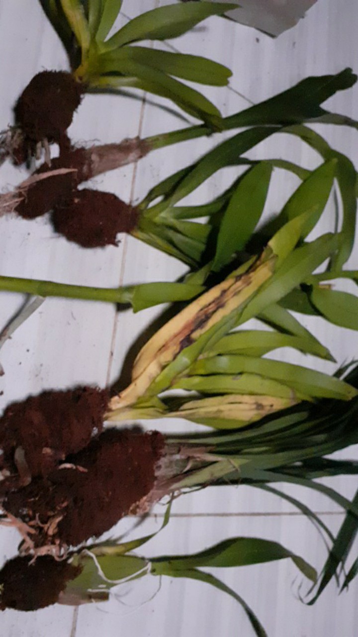 Oncidium Golden Sower