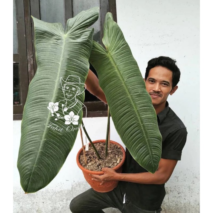 FahriOrchid - Philodendron sharoniae, daunnya bisa berkerut seperti jidat yg sedang pusing atau over