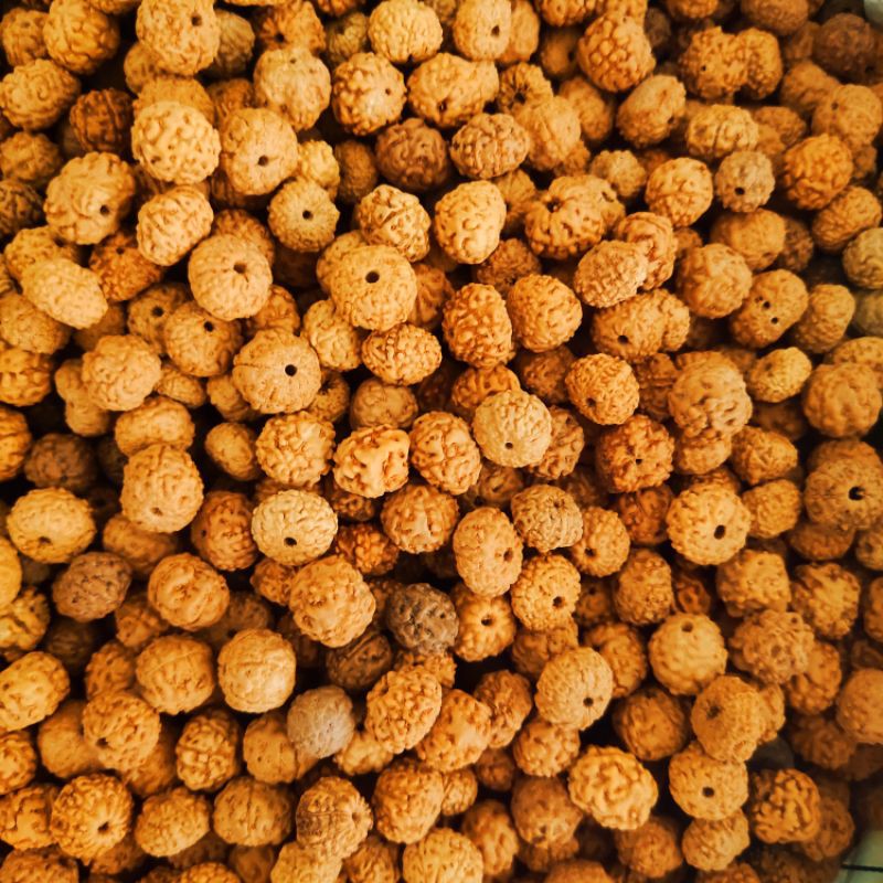 rudraksha 1000gr bahan acc jenitri 1kg sudah dilubangi