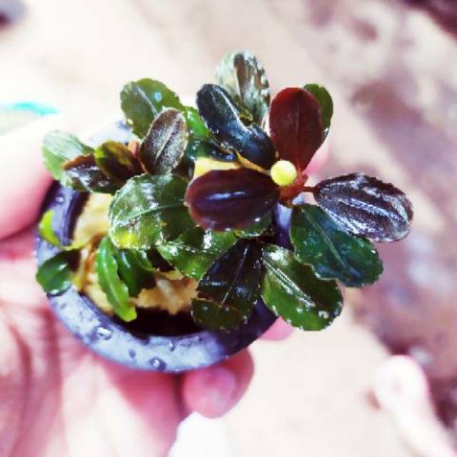 bucephalandra brownie helena