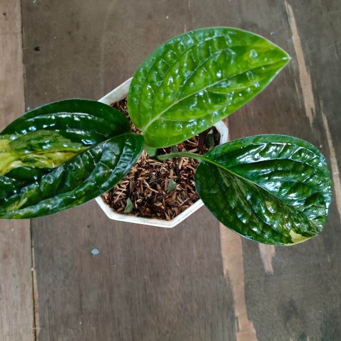 Tanaman hias monstera veru varigata - karstenianum varigata