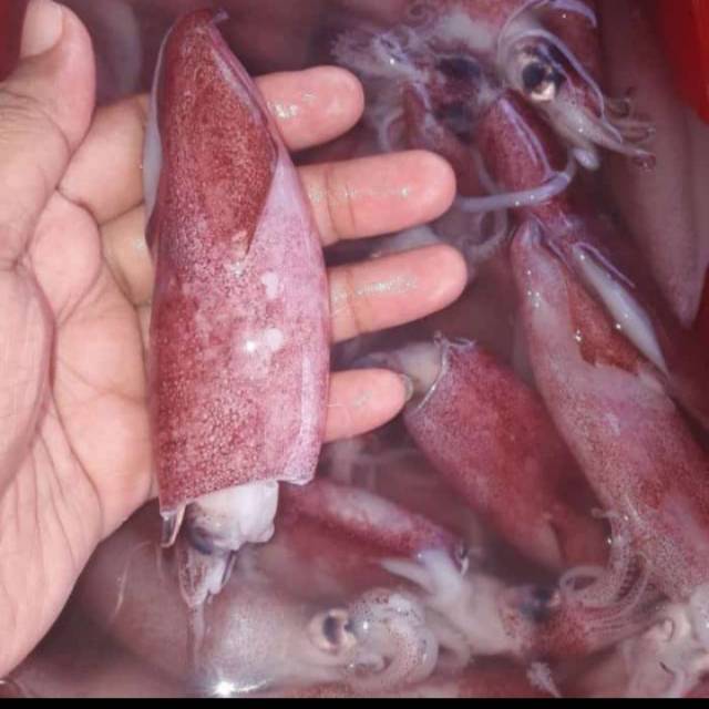 

Cumi-Cumi Segar Fresh Berkualitas KECIL - 1Kg