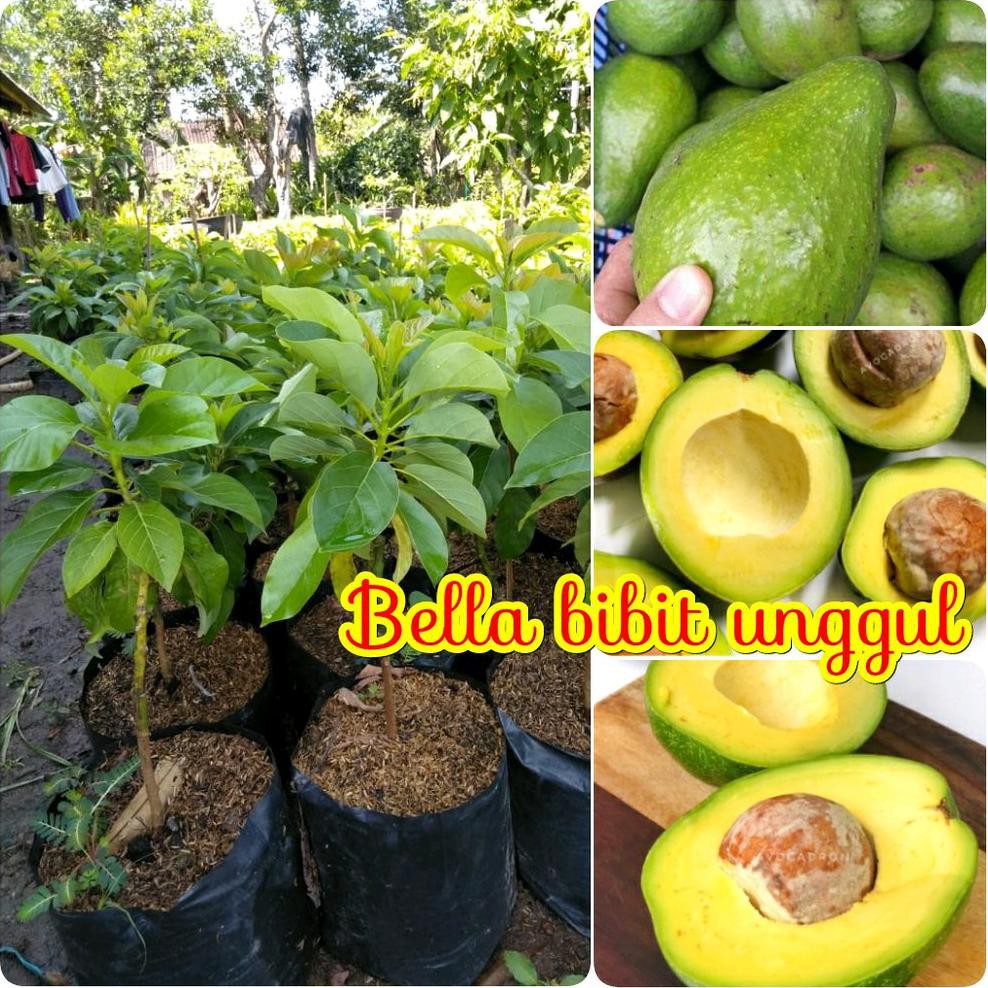O0# BIBIT BUAH ALPUKAT MENTEGA BANGKOK KW ASLI