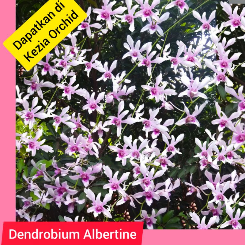 Koleksi Anggrek Jadulan Dendrobium Albertine 10-20cm/ Albert / Albertin. BUKAN dendro CAESAR
