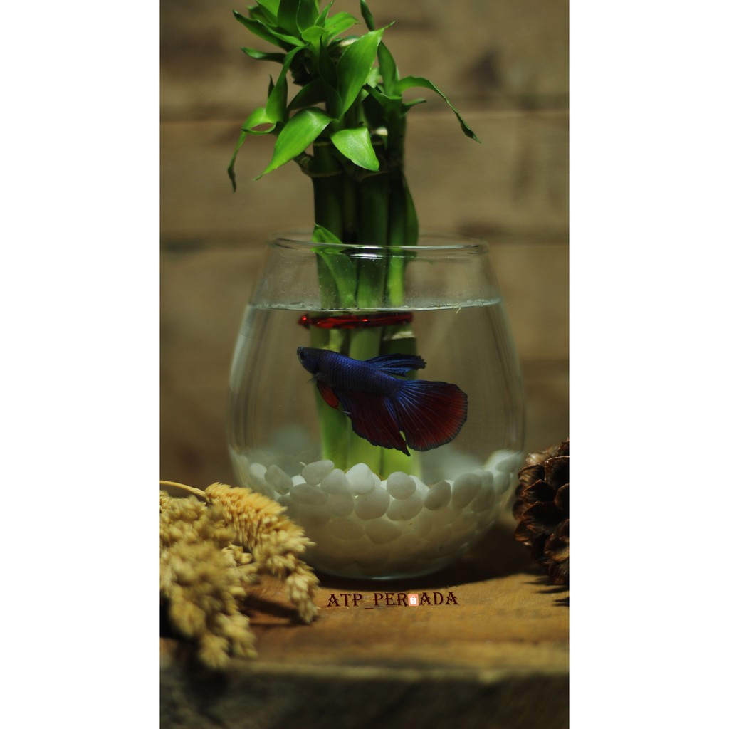 Vas Bunga Kaca Aquarium Ikan Cupang Pot Gelas Tanaman Bambu Hoki Aquascape Glass Dekorasi Hiasan