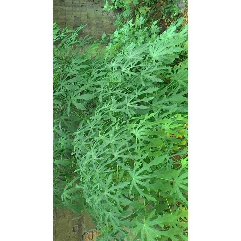 

Daun Gedi Segar Per Helai By As