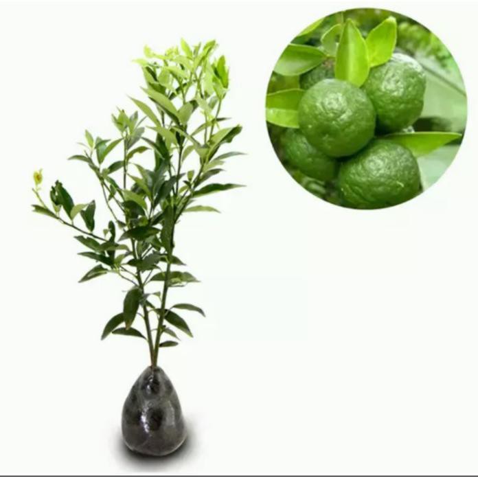 Bibit Jeruk Limau Kasturi Berbuah *_$