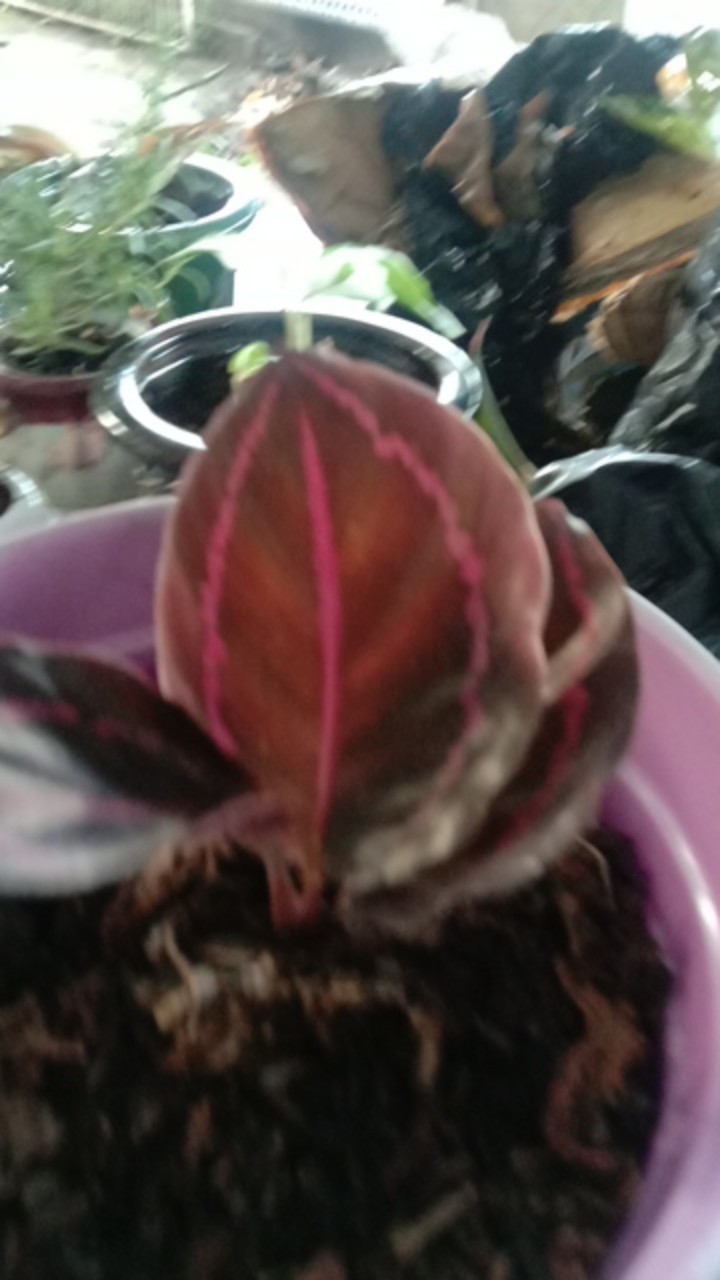 Tanaman Hias Calhatea Black Lifstik Cantik