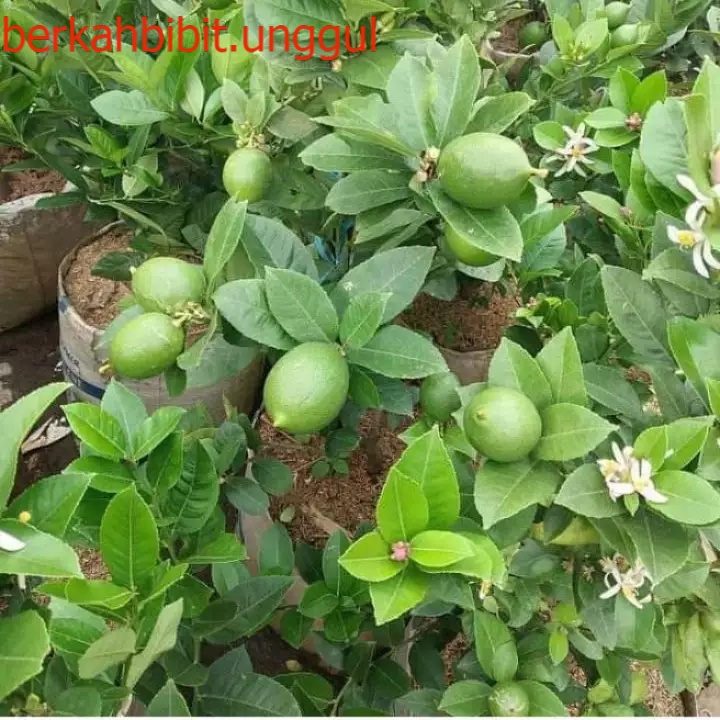 Bibit Jeruk Nipis Okulasi Sudah  Berbuah-Bibit Tanaman Buah Jeruk Nipis Berbuah-Bibit Buah Jeruk Nip