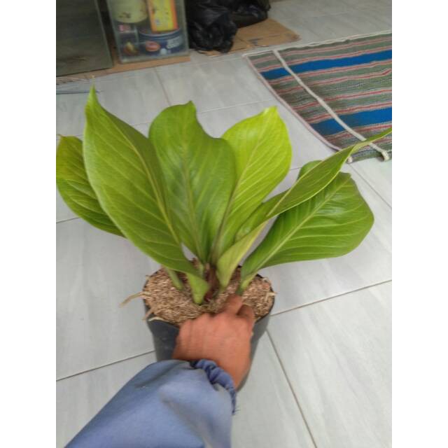 Tanaman hias anthurium jemani cobra antorium jenmani kobra taneman hias indoor