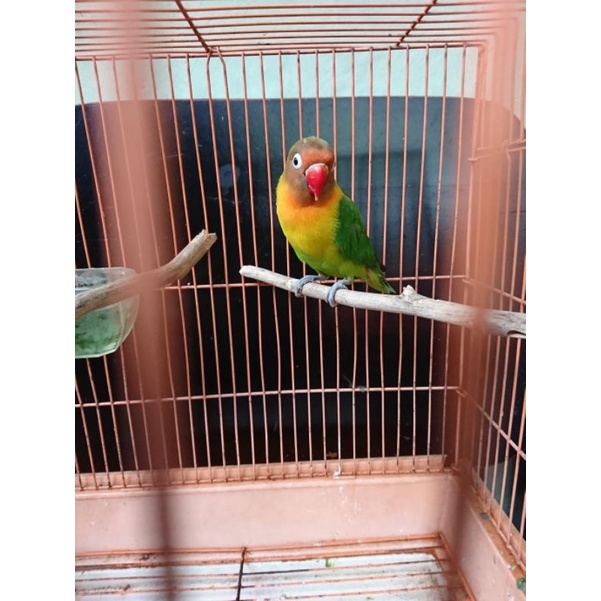 Burung lovebird Ijo Standar/ Josan