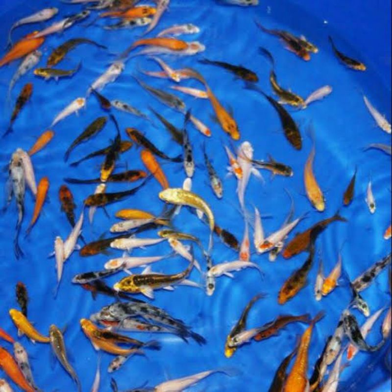 bibit koi cantik jenis gosanke anakan import