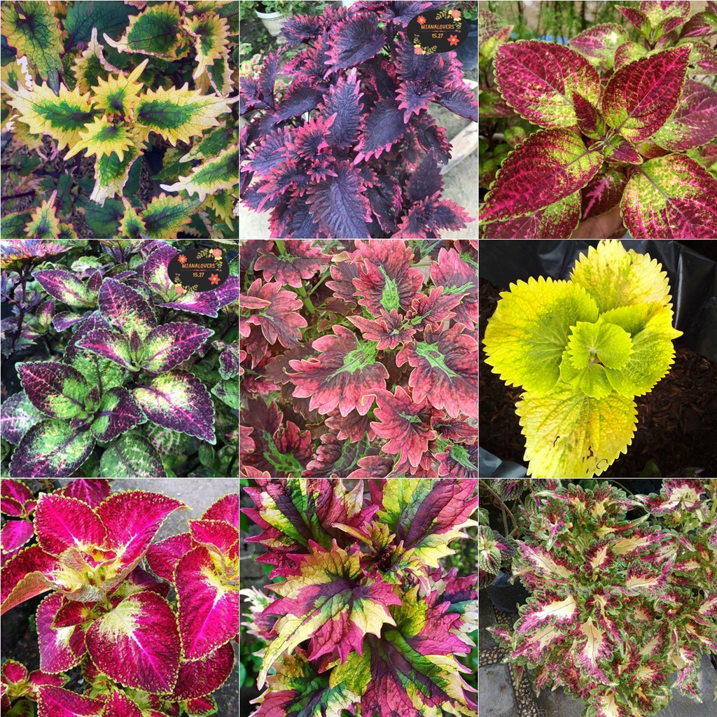 paket 20 jenis miana premium