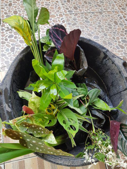 Tanaman Hias Calathea Black Lipstik - Meranti Papua