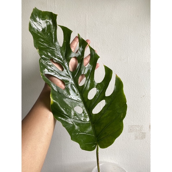Monstera dubia mature form real pict