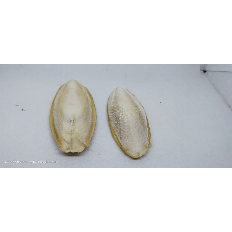 TULANG SOTONG ASINAN BURUNG LOVEBRID KENARI DLL