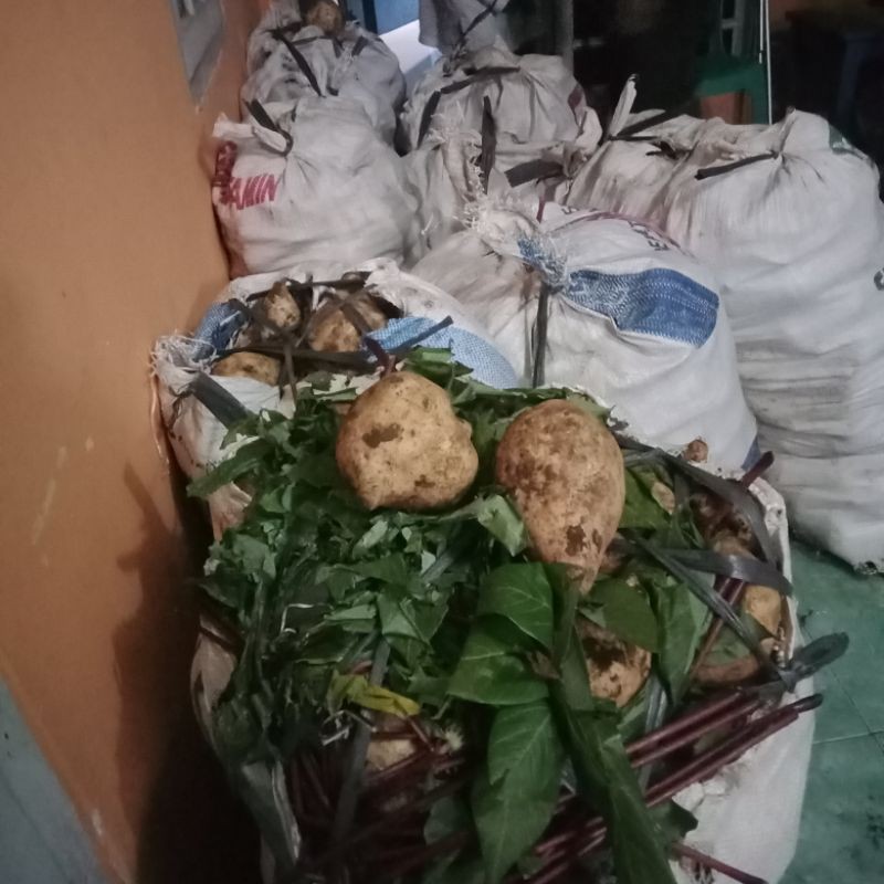 Ubi jalar Putih