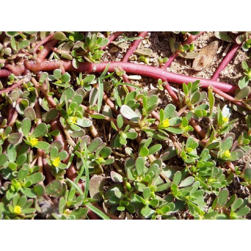 

daun krokot portulaca oleracea atau daun gelang 500 gram