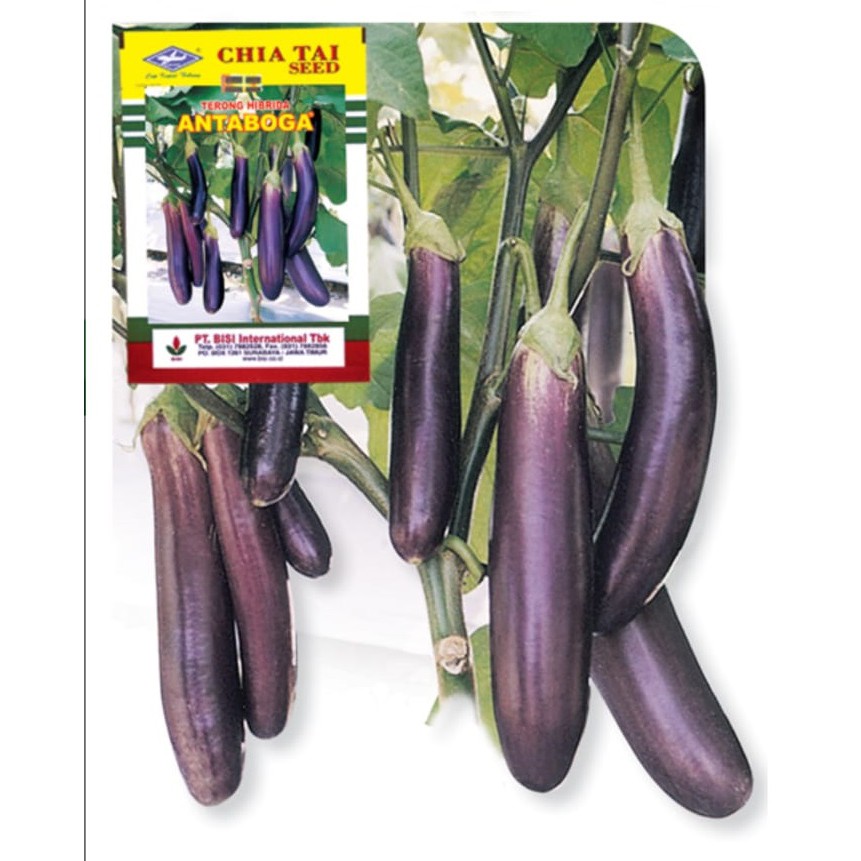 benih terong f1 antaboga 10 gr