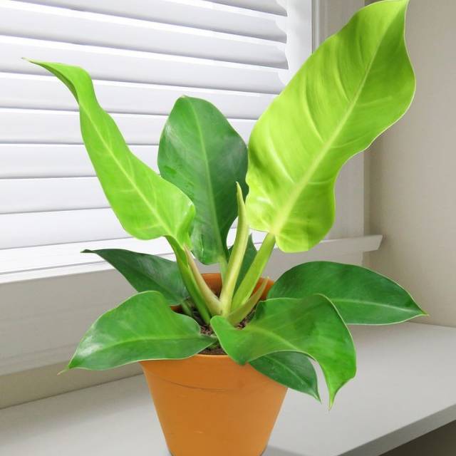 Jual Tanaman Hiasan Philodendron Harga Terbaik Januari 2022 Shopee Indonesia