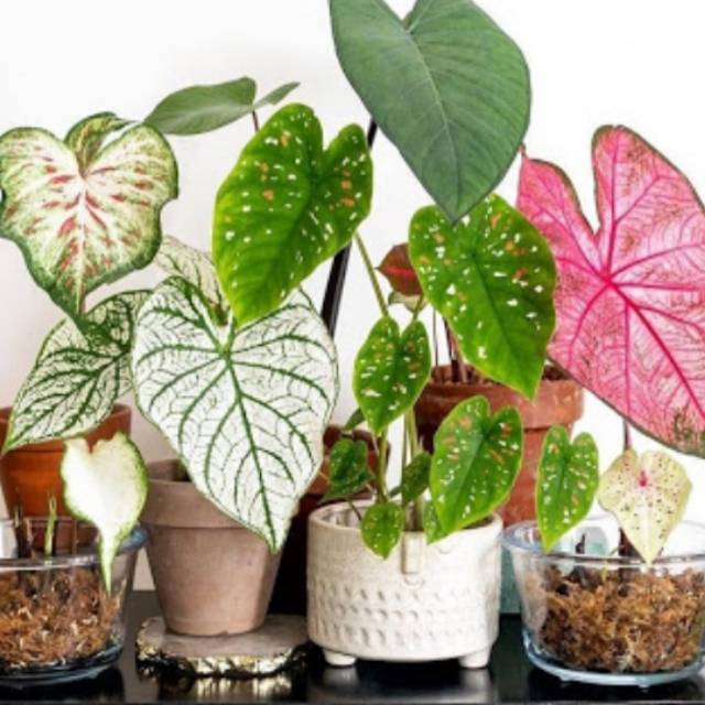 7 paket keladi cantik