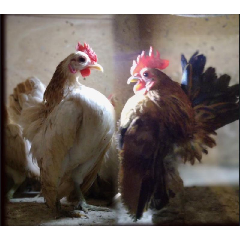 Serama Dewasa - Ayam Serama -Ayam Mini - Ayam Kecil