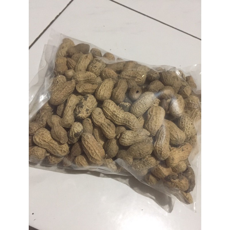 

kacang tanah