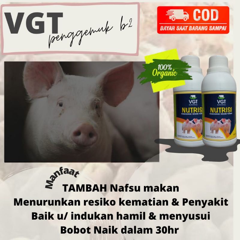 VGT Penggemuk(COD)Hewan Ternak Babi