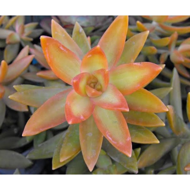Sukulen sedum nussbaumerianum/sedum adolphii firestorm