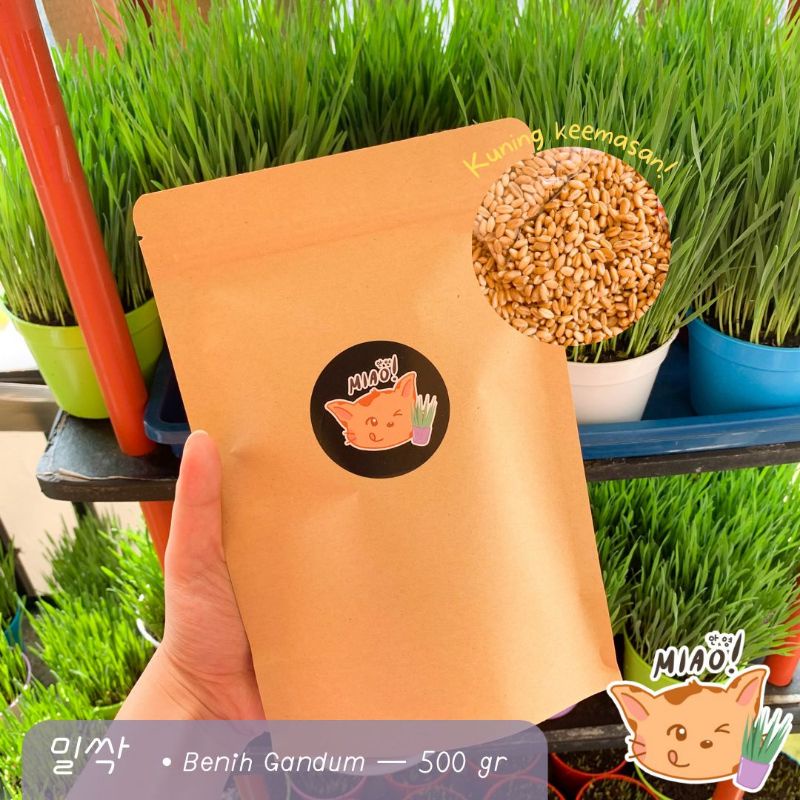 Benih Gandum Wheatgrass / Bibit Cat Grass / Biji Tanaman Wheat 500 gr