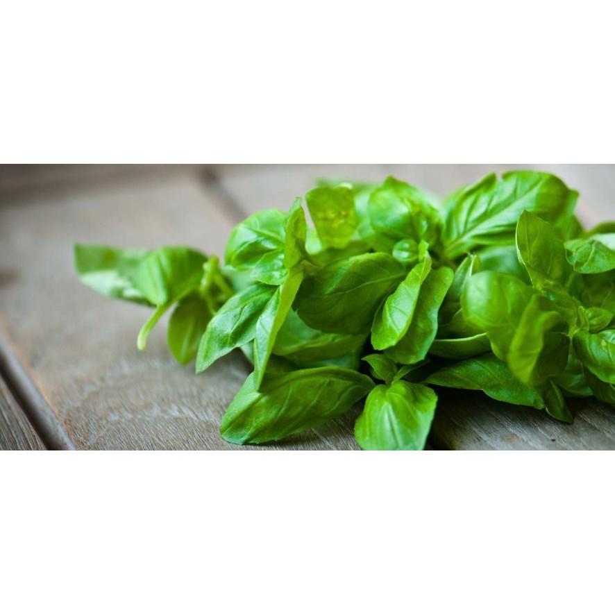 DAUN BASIL ORGANIK / SWEET BASIL ORGANIK FRESH