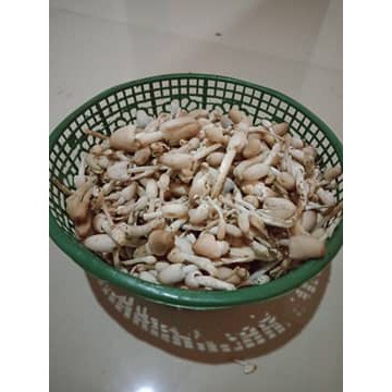 

jamur Janggel