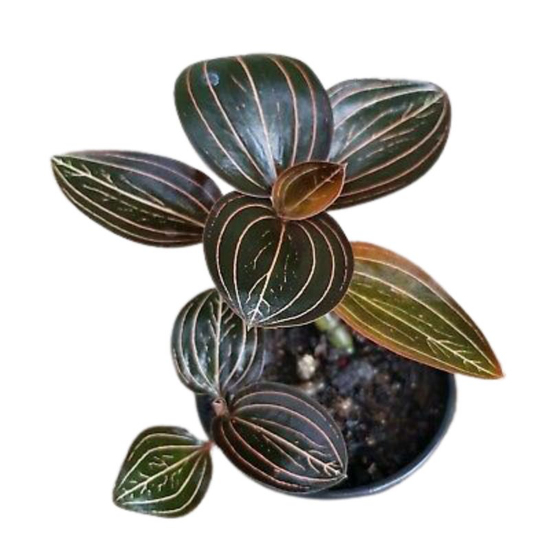 Sedia Jewel orchid ludisia discolor