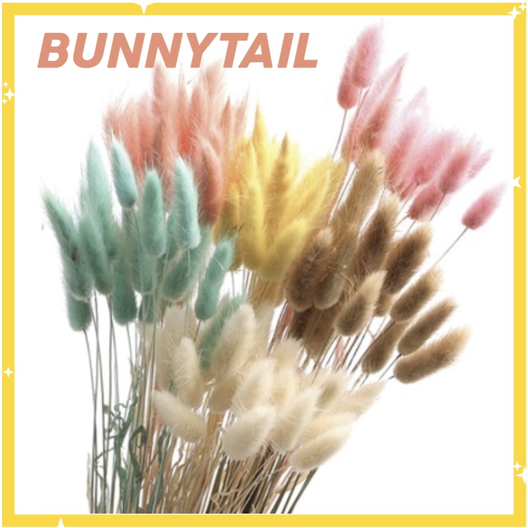 Bunga Kering Bunnytail Rabbit tail grass Natural untuk Ruang Tamu / Rumah bunnytails per tangkai