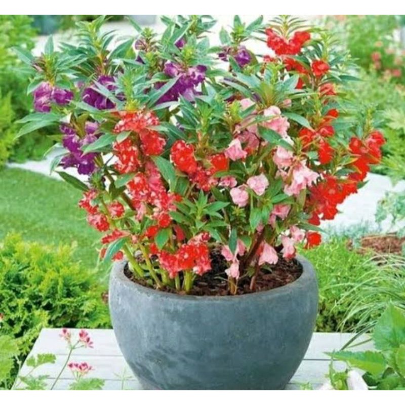 BENIH Bunga Pacar Banyu (Pacar Air) MURAH