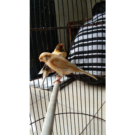 kenari loper gacoran warna random.