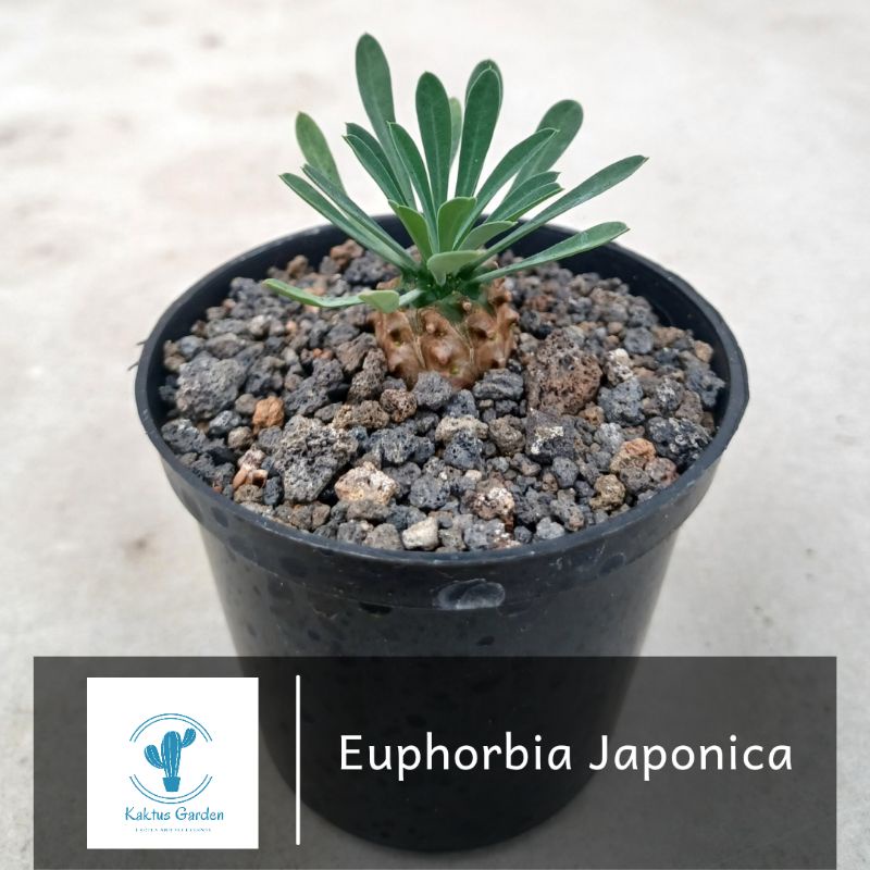 Euphorbia Japonica