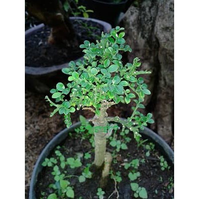 Tanaman Bahan Bonsai Kemuning Micro